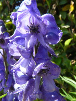 Fleurs violettes ou bleues en forme caractéristique de casque. Agrandir dans une nouvelle fenêtre (ou onglet)